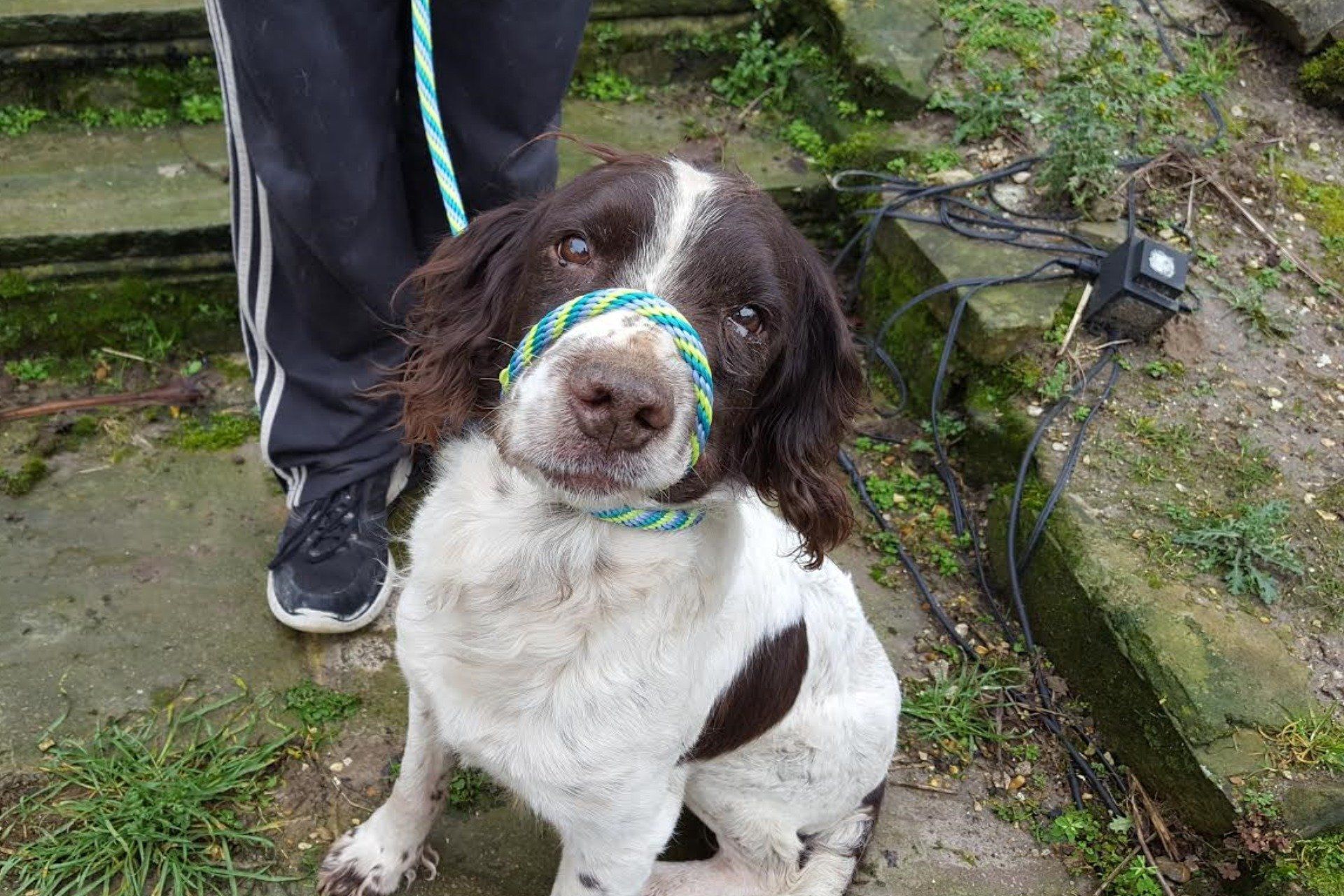 Springer spaniel hotsell pulling on lead